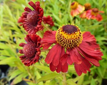 Záplevák podzimní 'Helena Rote Tone'