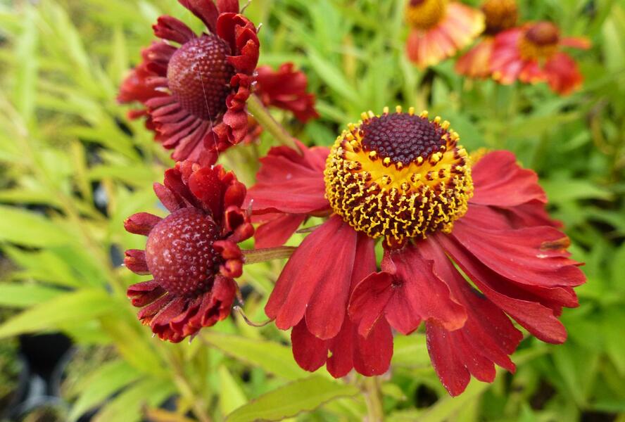 Záplevák podzimní 'Helena Rote Tone' - Helenium autumnale 'Helena Rote Tone'