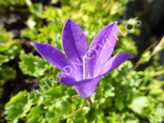 Zvonek dalmatský 'Birch Hybrid' - Campanula portenschlagiana 'Birch Hybrid'