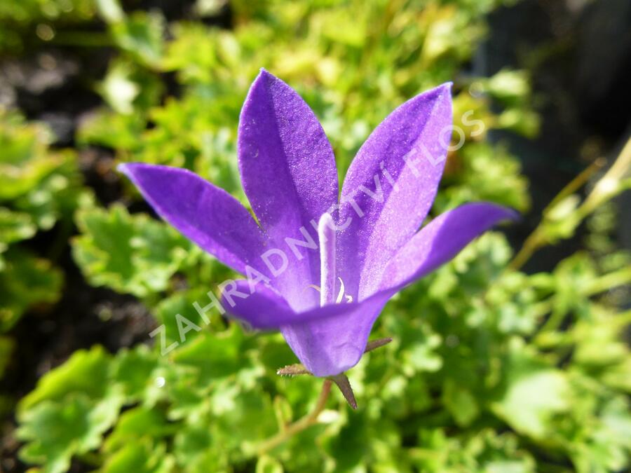 Zvonek dalmatský 'Birch Hybrid' - Campanula portenschlagiana 'Birch Hybrid'