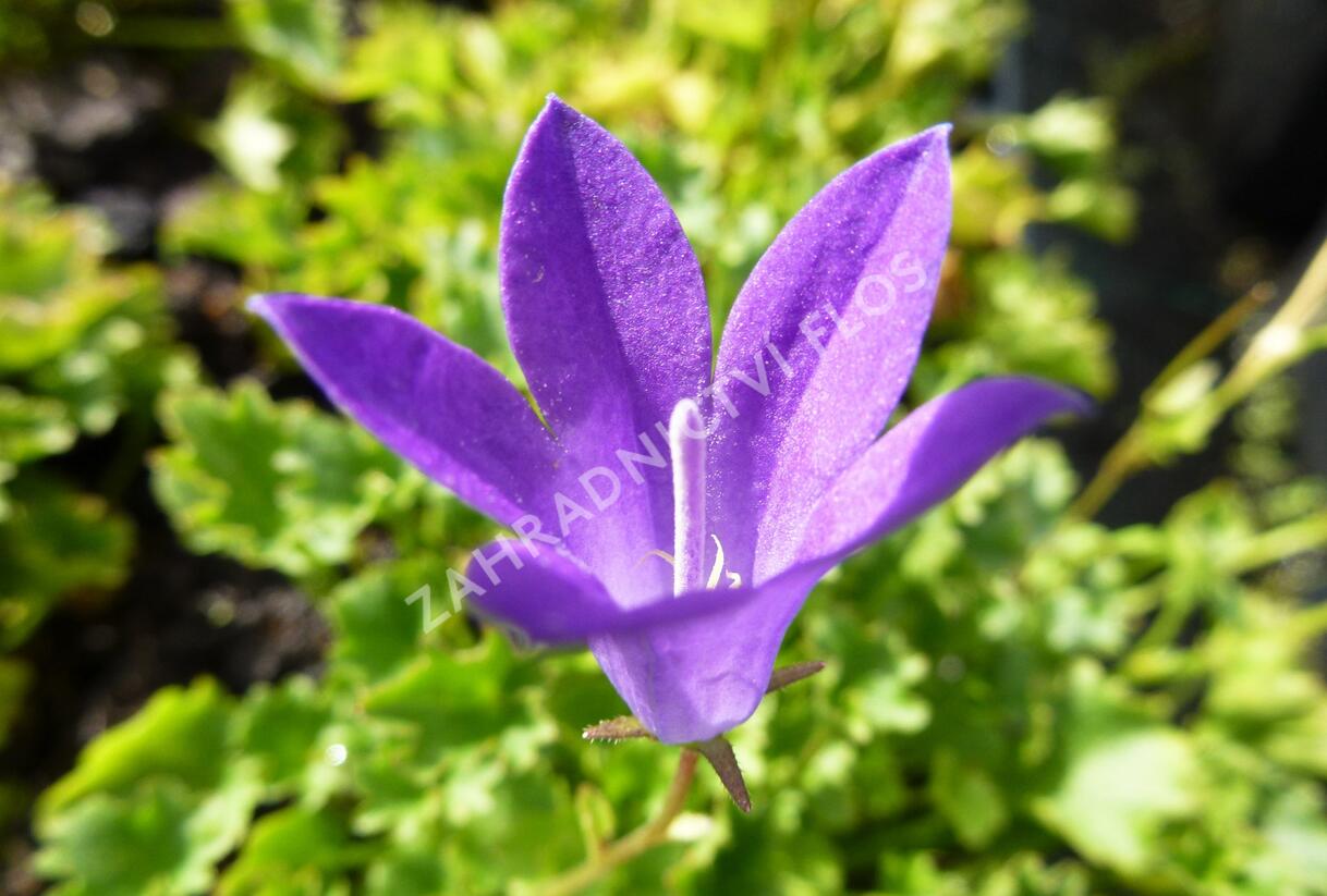 Zvonek dalmatský 'Birch Hybrid' - Campanula portenschlagiana 'Birch Hybrid'