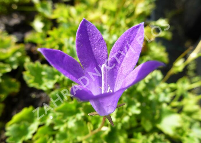 Zvonek dalmatský 'Birch Hybrid' - Campanula portenschlagiana 'Birch Hybrid'