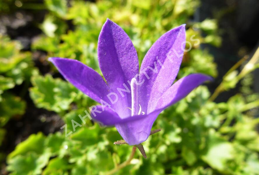 Zvonek dalmatský 'Birch Hybrid' - Campanula portenschlagiana 'Birch Hybrid'