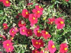 Devaterník 'Supreme' - Helianthemum 'Supreme'