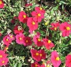 Devaterník 'Supreme' - Helianthemum 'Supreme'