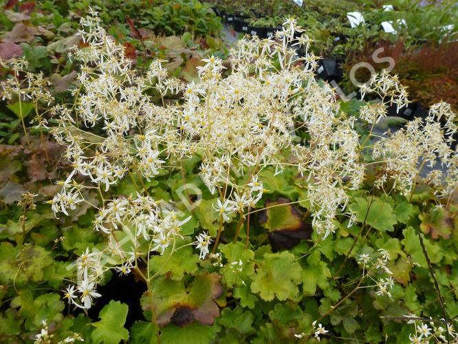 Lomikámen 'Maigrün' - Saxifraga cortusifolia var. fortunei 'Maigrün'