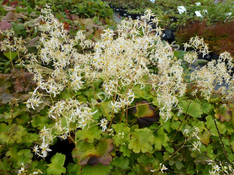 Lomikámen 'Maigrün' - Saxifraga cortusifolia var. fortunei 'Maigrün'