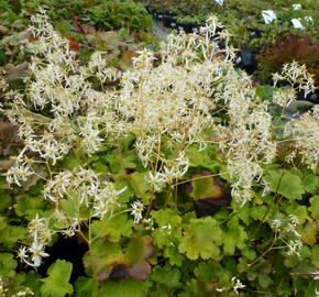 Lomikámen 'Maigrün' - Saxifraga cortusifolia var. fortunei 'Maigrün'