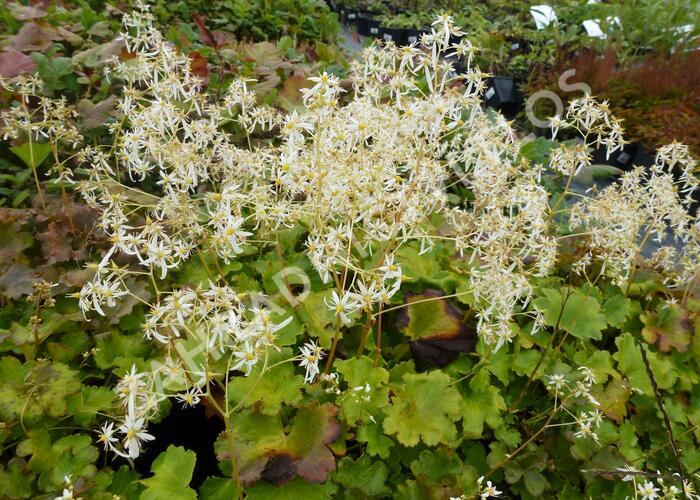 Lomikámen 'Maigrün' - Saxifraga cortusifolia var. fortunei 'Maigrün'