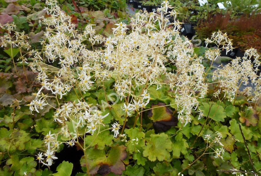 Lomikámen 'Maigrün' - Saxifraga cortusifolia var. fortunei 'Maigrün'