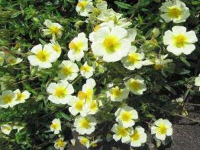 Devaterník 'Elfenbeinglanz' - Helianthemum 'Elfenbeinglanz'