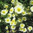 Devaterník 'Elfenbeinglanz' - Helianthemum 'Elfenbeinglanz'