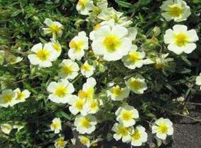 Devaterník 'Elfenbeinglanz' - Helianthemum 'Elfenbeinglanz'