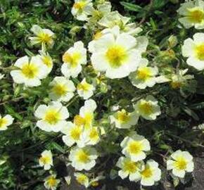 Devaterník 'Elfenbeinglanz' - Helianthemum 'Elfenbeinglanz'