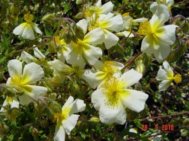 Devaterník 'Elfenbeinglanz' - Helianthemum 'Elfenbeinglanz'