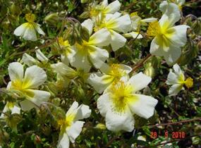 Devaterník 'Elfenbeinglanz' - Helianthemum 'Elfenbeinglanz'