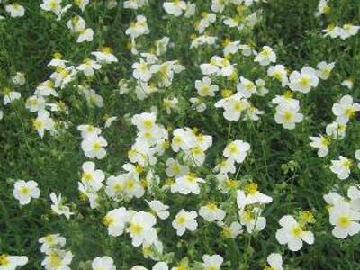 Devaterník 'Eisbär' - Helianthemum 'Eisbär'