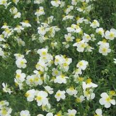 Devaterník 'Eisbär' - Helianthemum 'Eisbär'