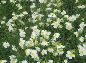 Devaterník 'Eisbär' - Helianthemum 'Eisbär'