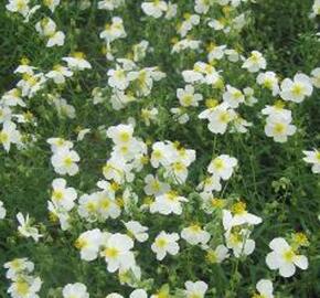 Devaterník 'Eisbär' - Helianthemum 'Eisbär'