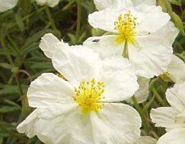 Devaterník 'Eisbär' - Helianthemum 'Eisbär'