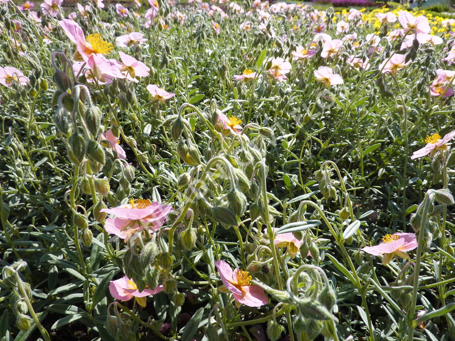 Devaterník 'Ben Hope' - Helianthemum 'Ben Hope'