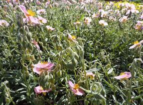 Devaterník 'Ben Hope' - Helianthemum 'Ben Hope'