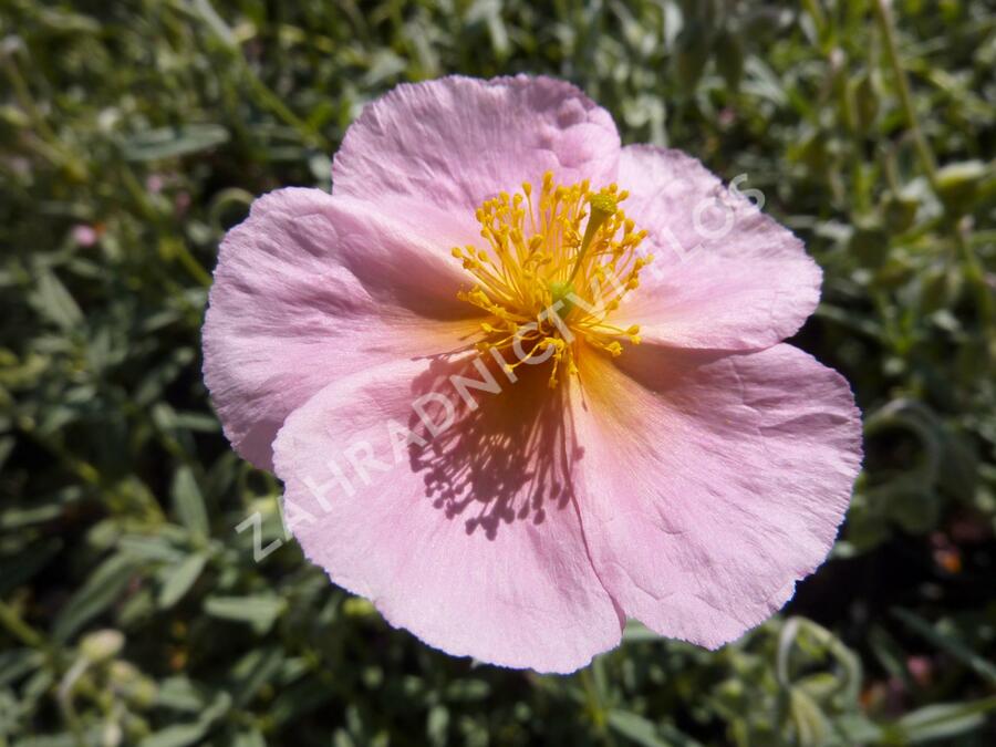 Devaterník 'Ben Hope' - Helianthemum 'Ben Hope'