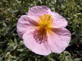 Devaterník 'Ben Hope' - Helianthemum 'Ben Hope'