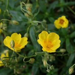 Devaterník 'Amy Baring' - Helianthemum 'Amy Baring'