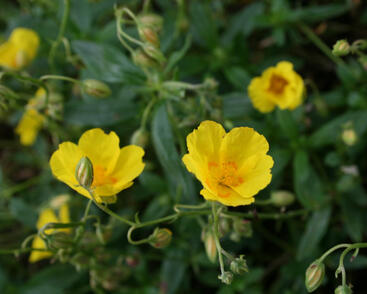 Devaterník 'Amy Baring'