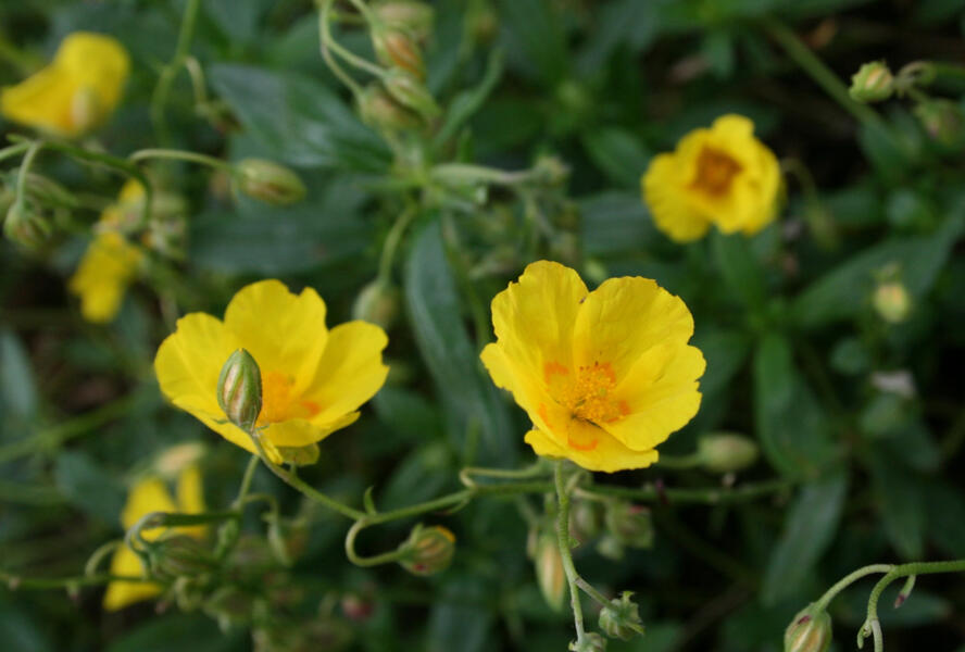 Devaterník 'Amy Baring' - Helianthemum 'Amy Baring'