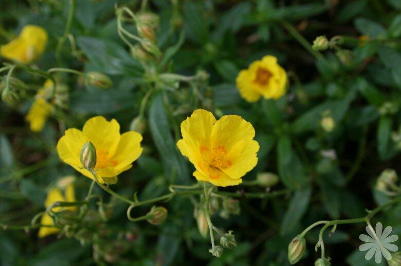 Devaterník 'Amy Baring' - Helianthemum 'Amy Baring'