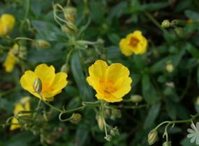 Devaterník 'Amy Baring' - Helianthemum 'Amy Baring'