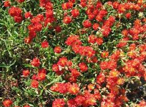 Devaterník 'Amabile Plenum' - Helianthemum 'Amabile Plenum'