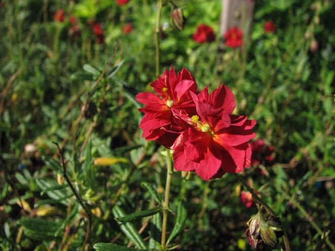 Devaterník 'Amabile Plenum' - Helianthemum 'Amabile Plenum'