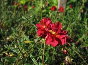 Devaterník 'Amabile Plenum' - Helianthemum 'Amabile Plenum'