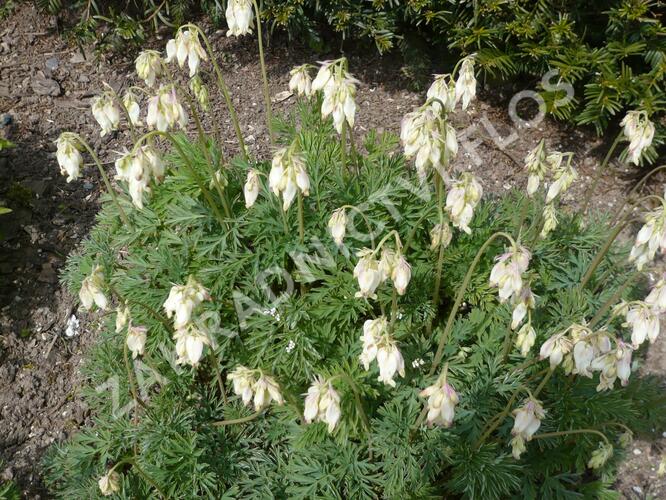 Srdcovka nízká 'Aurora' - Dicentra formosa 'Aurora'