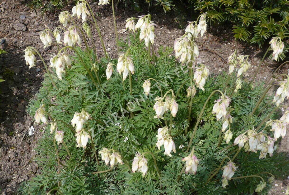 Srdcovka nízká 'Aurora' - Dicentra formosa 'Aurora'