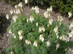 Srdcovka nízká 'Aurora' - Dicentra formosa 'Aurora'