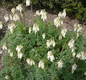 Srdcovka nízká 'Aurora' - Dicentra formosa 'Aurora'