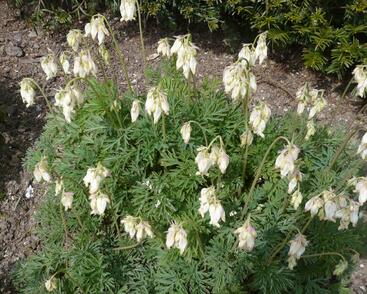 Srdcovka nízká 'Aurora'