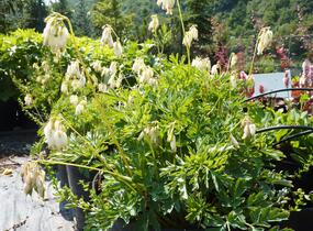 Srdcovka nízká 'Aurora' - Dicentra formosa 'Aurora'