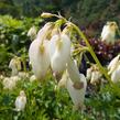 Srdcovka nízká 'Aurora' - Dicentra formosa 'Aurora'