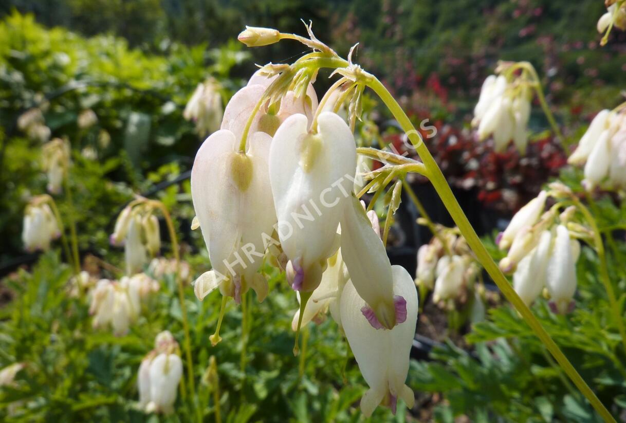 Srdcovka nízká 'Aurora' - Dicentra formosa 'Aurora'