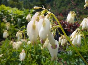 Srdcovka nízká 'Aurora' - Dicentra formosa 'Aurora'