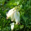 Srdcovka nízká 'Aurora' - Dicentra formosa 'Aurora'