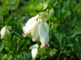 Srdcovka nízká 'Aurora' - Dicentra formosa 'Aurora'