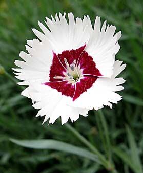 Hvozdík péřitý - Dianthus plumarius