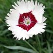 Hvozdík péřitý - Dianthus plumarius